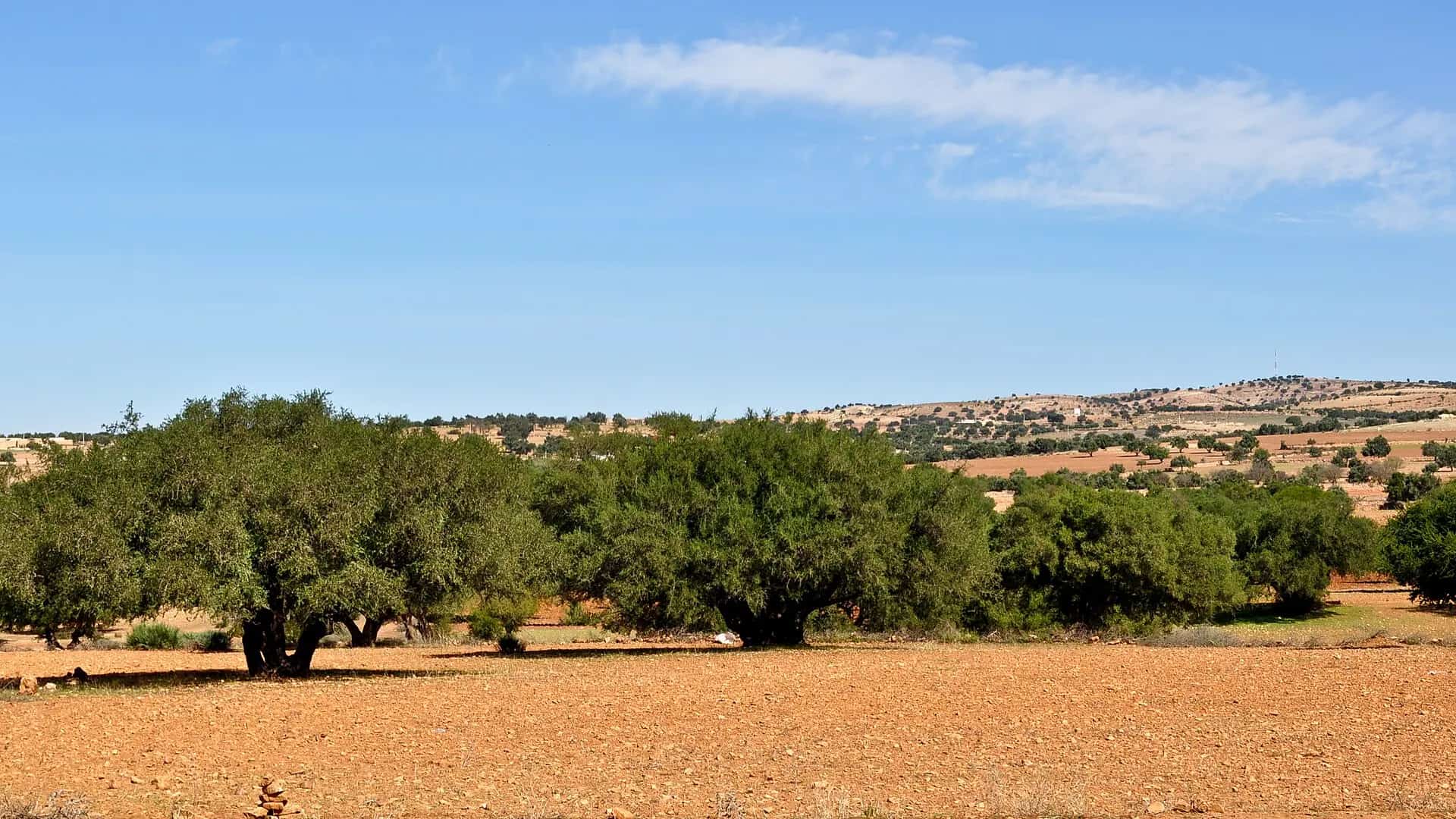منظر طبيعي لأشجار الأركان في المغرب